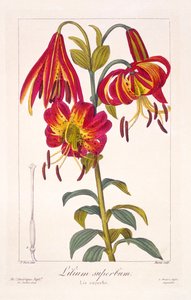 American Turkscap Lily, 1836 (håndfarvet gravering)